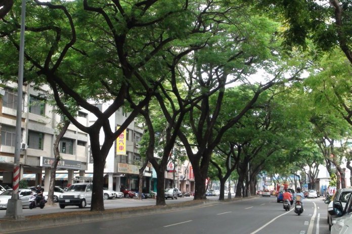 路樹可增加道路的綠色空間。