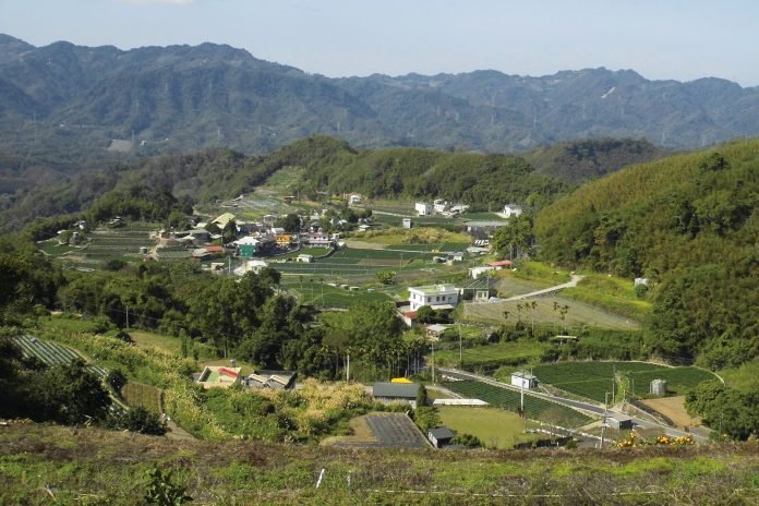 梯田是坡地栽培管理的好方法，圖為苗栗馬拉邦山梯田。