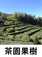 山區茶園果樹整地 山區茶園果樹整地